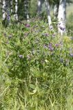 Vicia pseudorobus