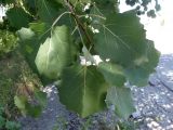 Populus tremula