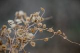 Atriplex aucheri. Верхушки плодоносящих побегов. Крым, г. Феодосия, песчаный пляж. 03.01.2021.