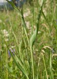 Tragopogon altaicus