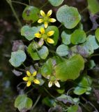 Saxifraga cymbalaria