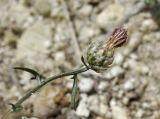 Centaurea sterilis