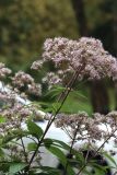 Eupatorium maculatum