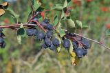 Amelanchier alnifolia