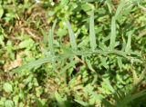 Cirsium ciliatum