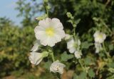 Alcea rosea