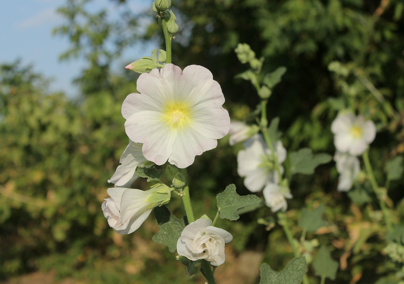 Изображение особи Alcea rosea.