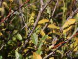 Salix myrsinifolia