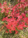 Geranium sanguineum