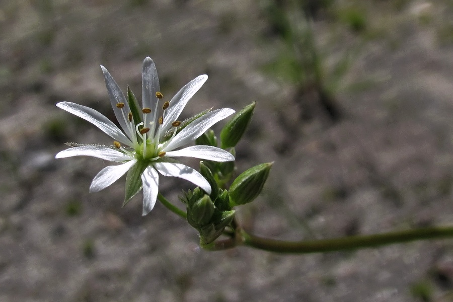 Изображение особи Stellaria graminea.