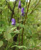 Aconitum baicalense