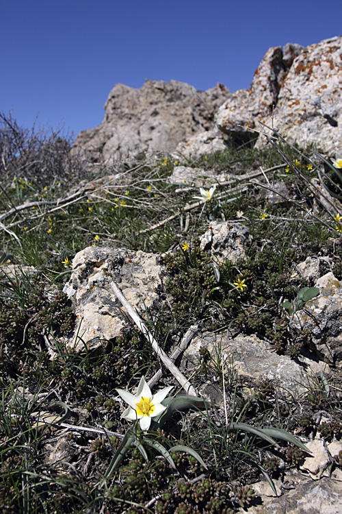 Изображение особи Tulipa turkestanica.