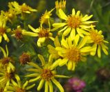 Senecio erucifolius