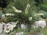 род Yucca. Цветущее растение. Южный берег Крыма, Никитский ботанический сад. 05.06.2009.