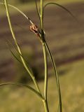 Scorzonera purpurea