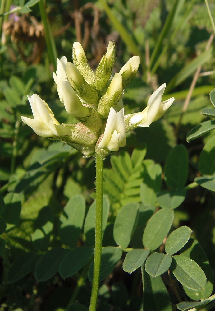 Изображение особи Astragalus cicer.