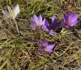 Colchicum bivonae