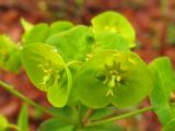 Euphorbia amygdaloides. Соцветия-циации, окружённые сросшимися у основания присоцветными листьями. Украина, Закарпатская обл., Раховский р-н, окр. с. Квасы, буковый лес. 2 мая 2008 г.