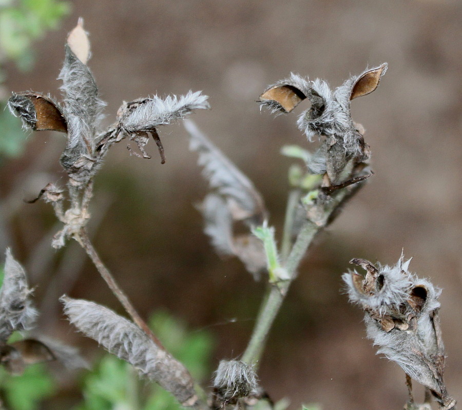 Изображение особи Chamaecytisus austriacus.