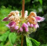 Phlomoides tuberosa