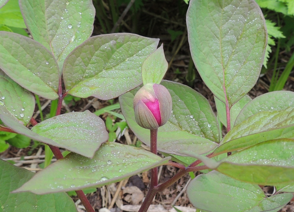 Изображение особи Paeonia obovata.