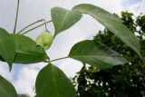 Staphylea trifolia. Невызревший плод и листья. Германия, г. Дюссельдорф, Ботанический сад университета. 02.06.2014.