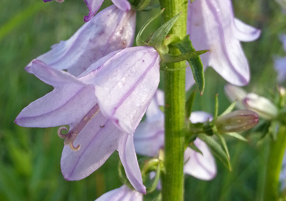 Image of Campanula bononiensis specimen.