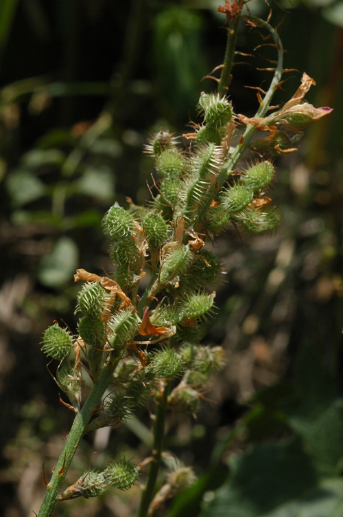 Изображение особи Hedysarum songoricum.