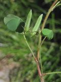 Oxalis dillenii