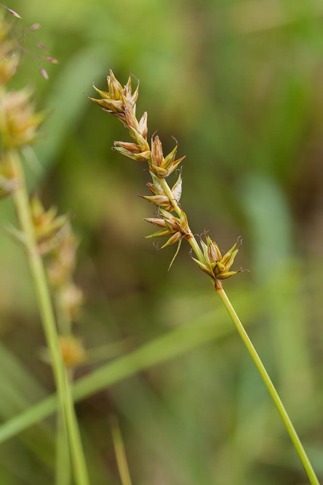 Изображение особи Carex spicata.