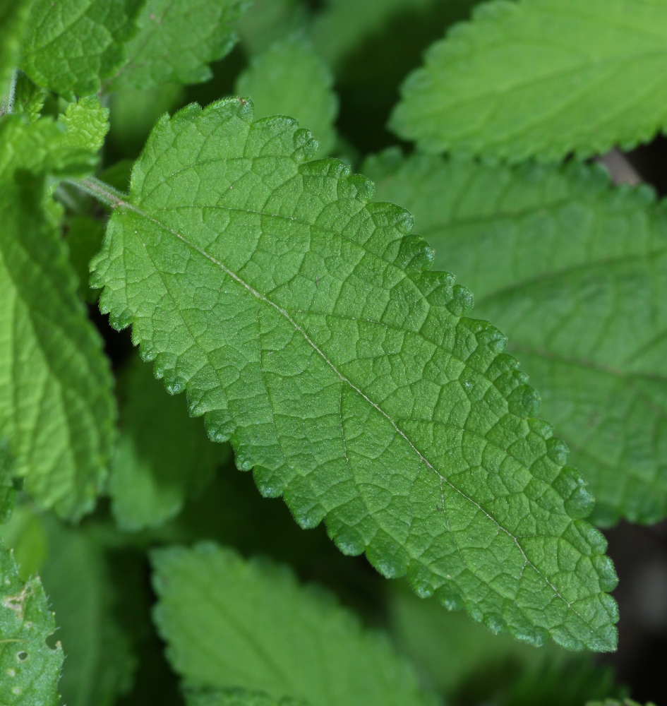 Изображение особи Teucrium ussuriense.