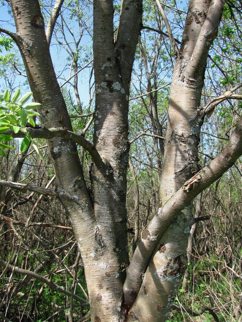 Изображение особи Sorbus aucuparia.