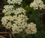 Achillea nobilis