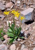 Senecio kolenatianus