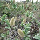 Salix lanata