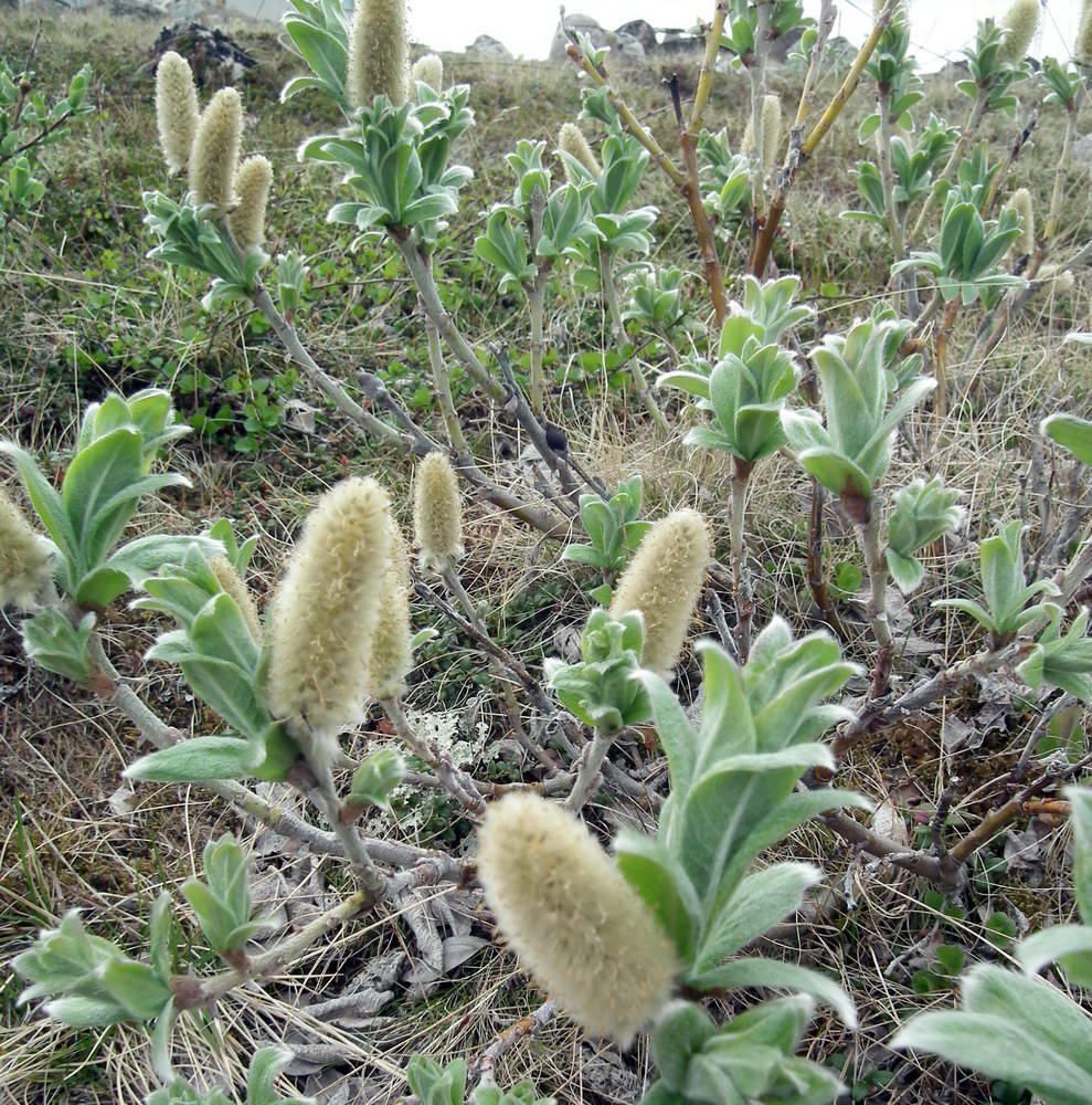 Изображение особи Salix lanata.