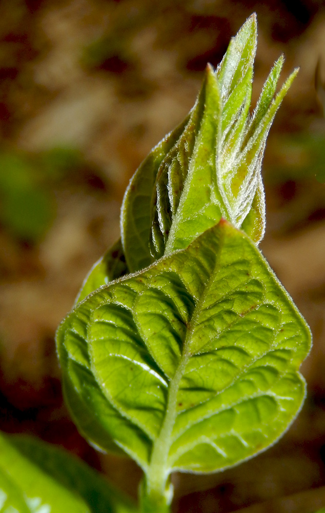 Изображение особи Vincetoxicum scandens.