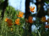 Trollius macropetalus