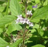 Mentha arvensis. Часть побега с соцветиями. Беларусь, Гомельский дворцово-парковый комплекс. 07.08.2016.