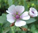 Althaea armeniaca