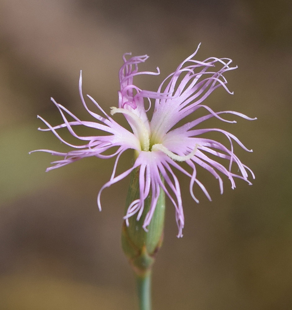 Изображение особи Dianthus angrenicus.