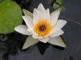 Nymphaea tetragona