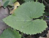 Lunaria annua