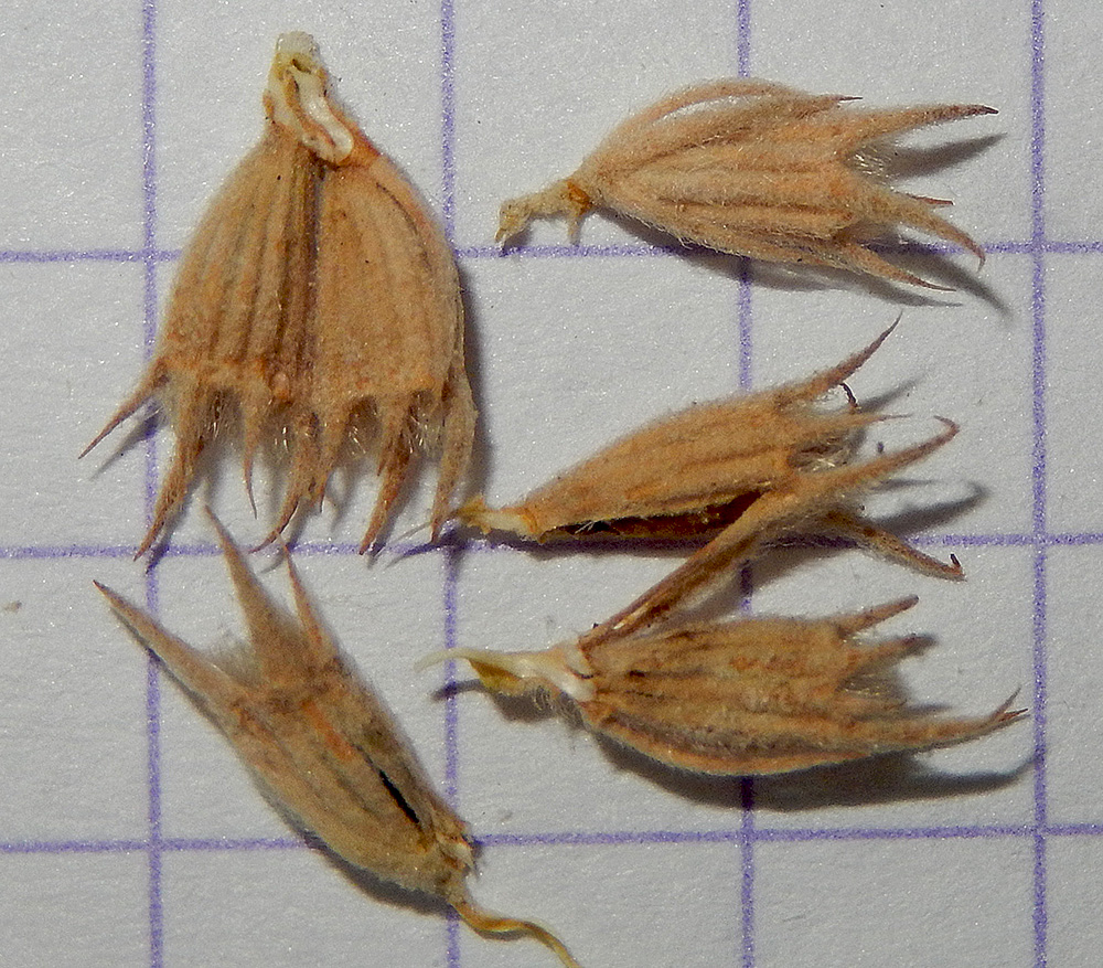 Image of Marrubium praecox specimen.