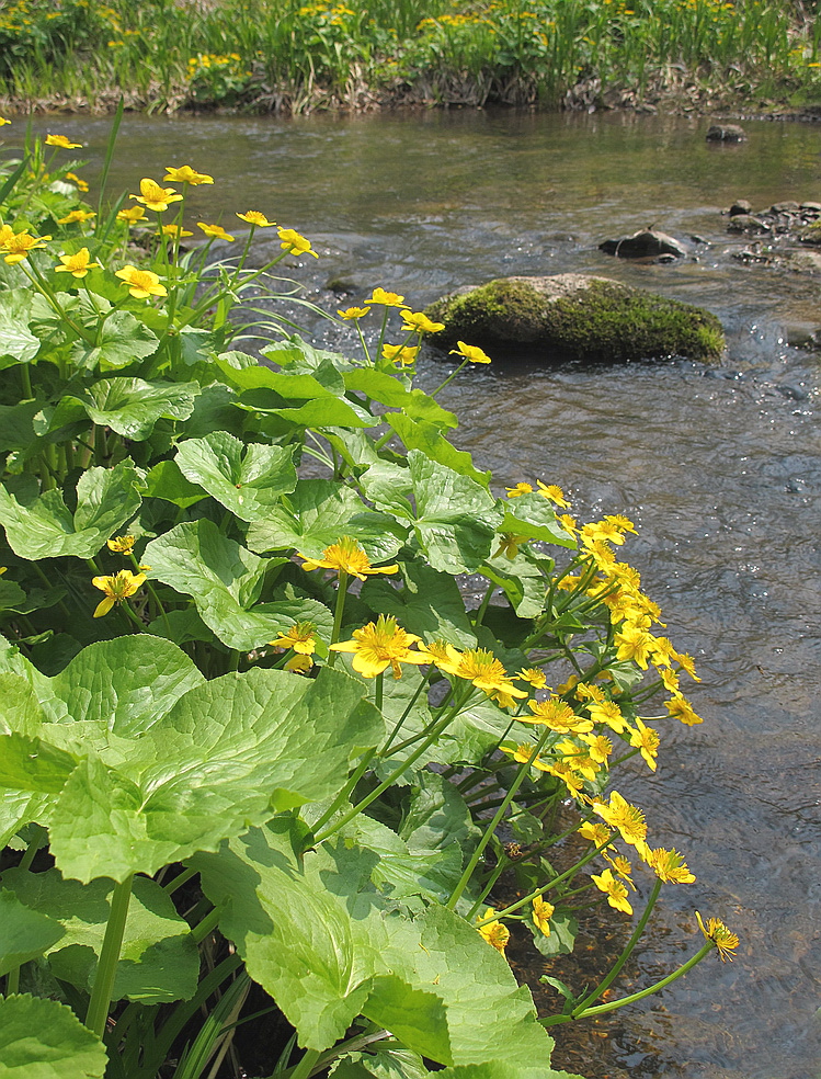 Изображение особи Caltha silvestris.