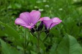 Linum hypericifolium. Верхушка цветущего растения. Республика Адыгея, Майкопский р-н, Кавказский биосферный заповедник, юго-восточное подножие горы Оштен, субальпийский луг, выс. ок. 1840 м н.у.м. 15.07.2017.