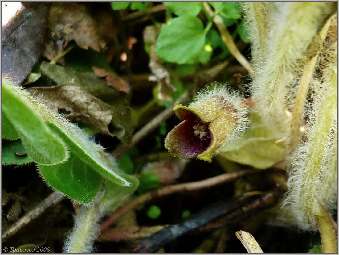 Изображение особи Asarum europaeum.