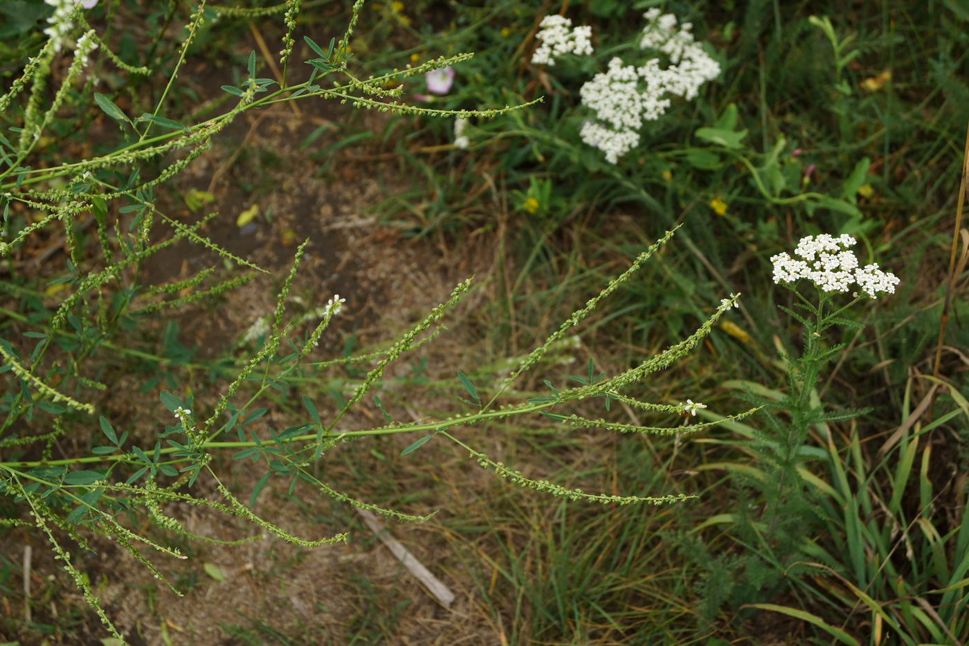 Изображение особи Melilotus albus.