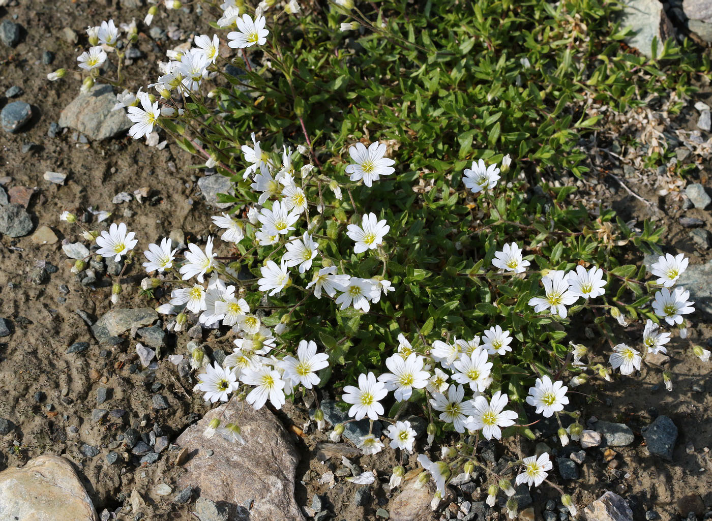 Изображение особи Cerastium alpinum.