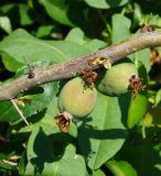 Chaenomeles japonica. Часть ветви с незрелыми плодами и шипами. Восточный Казахстан, г. Усть-Каменогорск, Архитектурно-ландшафтный музей-заповедник, в культуре. 18.06.2017.